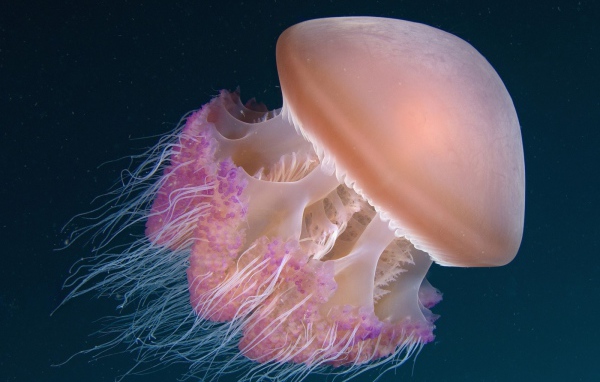 Медуза Индонезии