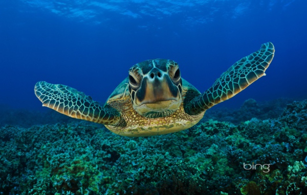 Портрет морской черепахи
