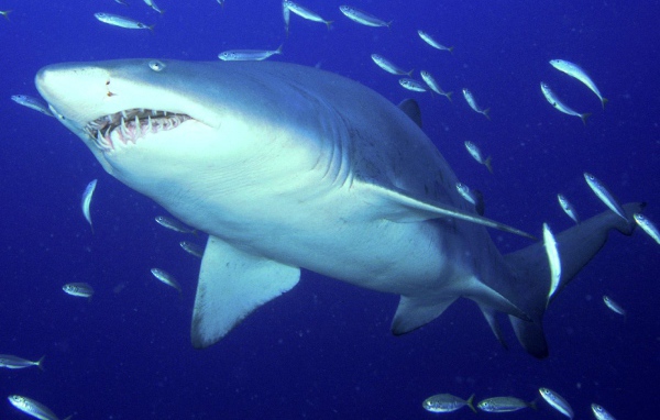 Опасная тигровая акула