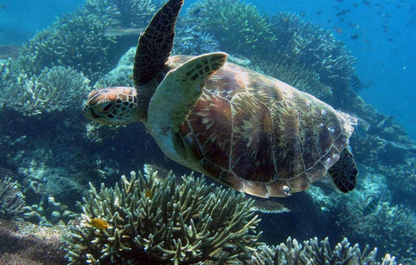 Морская черепаха под водой