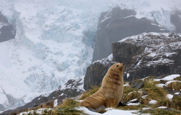 Тюлень в горах