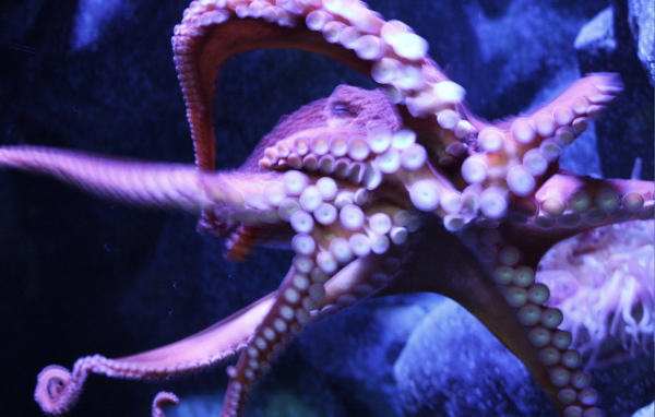 Присоски осьминога