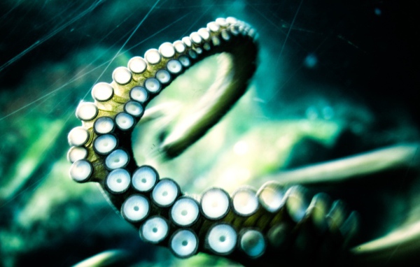 Щупальце осьминога