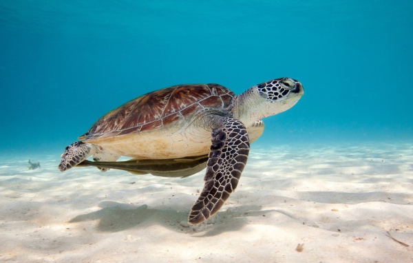 Черепаха под водой