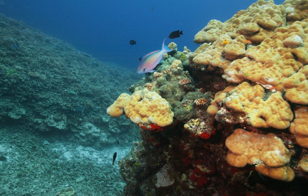 Подводный мир океана