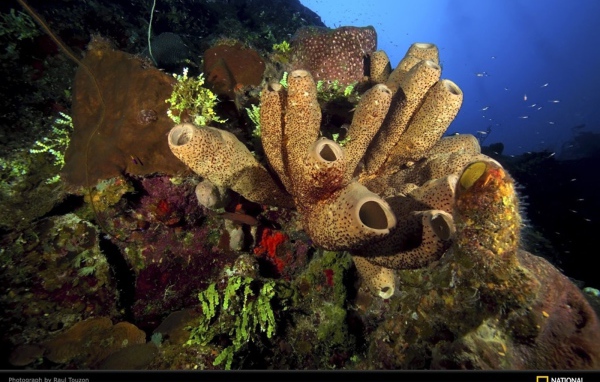 Жизнь на подводных камнях