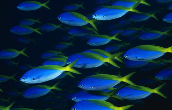 Стая синих рыб