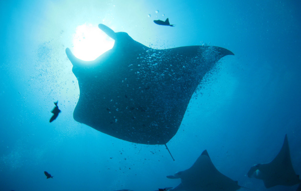 Стая морских скатов