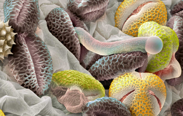 Красочная подводная жизнь