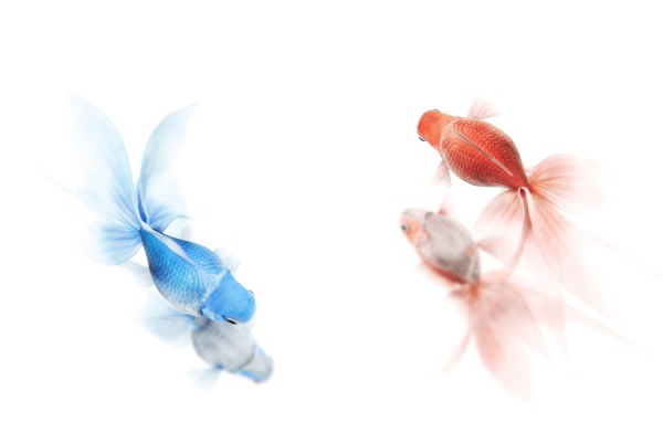 Золотая и синяя рыбы