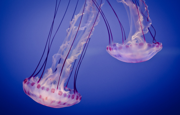 Медузы в океане