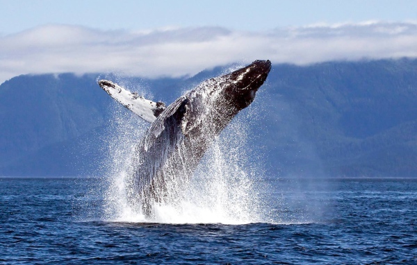Прыжок кита из воды