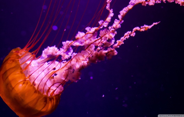 Оранжевая медуза