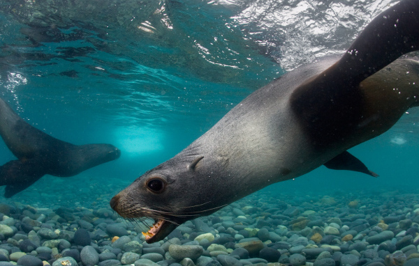 Тюлени под водой