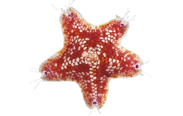 Морская звезда