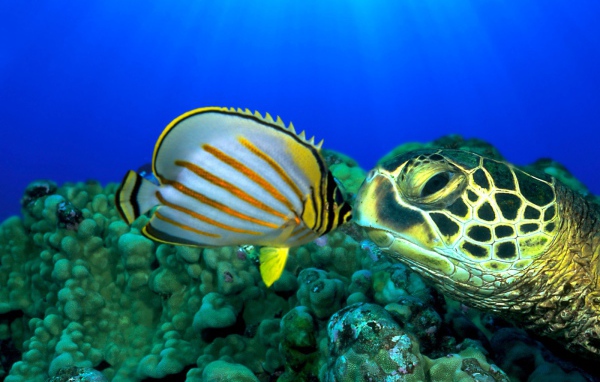 Черепаха и рыба