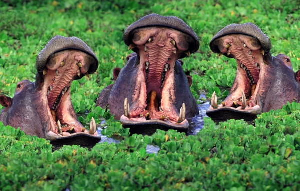 Бегемоты открыли пасть