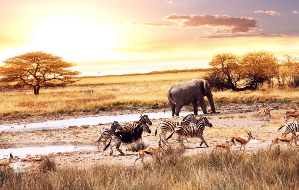 Африканские животные у водопоя