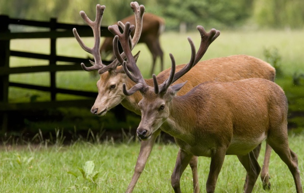 Пара оленей на природе