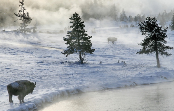 Бизоны пасутся на снегу