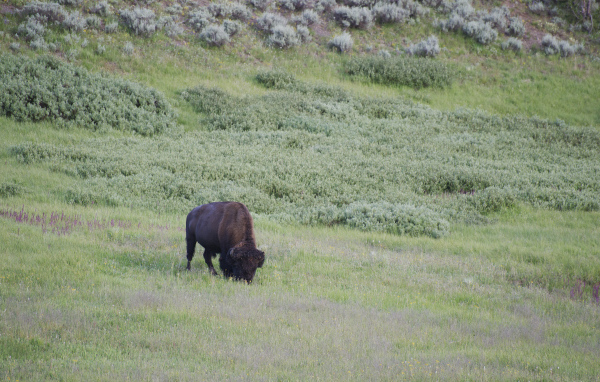 Бизон в дикой природе
