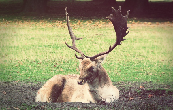 Олень лежит на земле