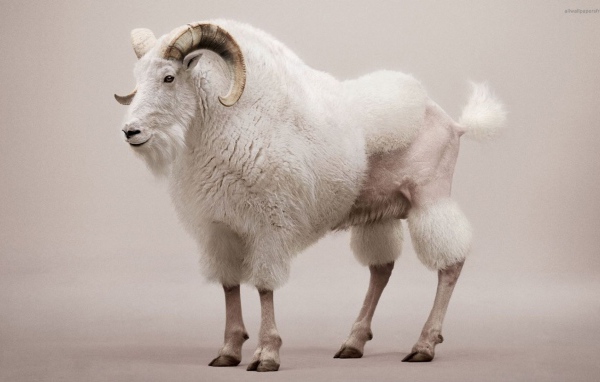 Козел со стрижкой под пуделя