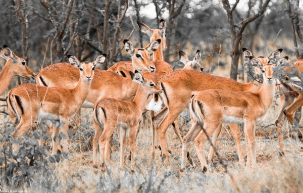 Стадо оленей