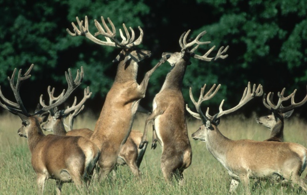 Битва оленей