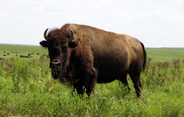 Бизон на природе