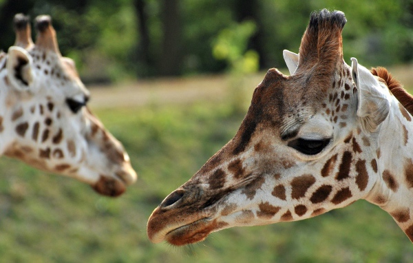 Портрет Жирафа