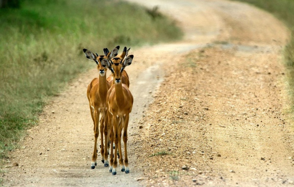 Косули на дороге