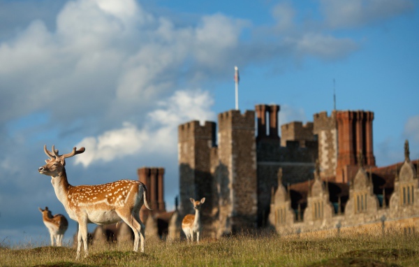 Пятнистые олени
