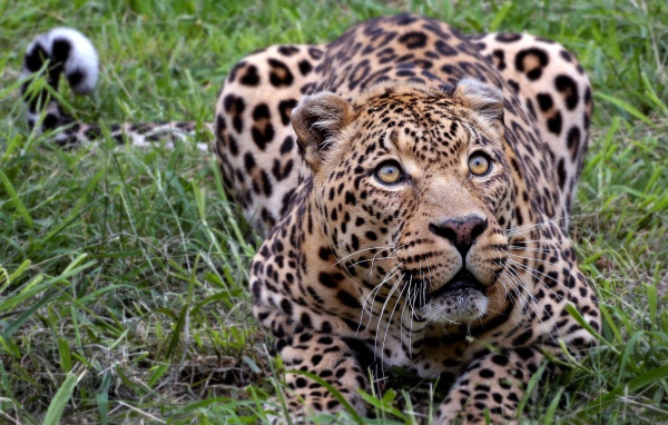 Африканский леопард