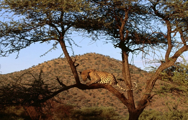 Африканский леопард на дереве