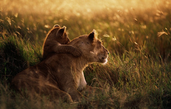 Африканский лев