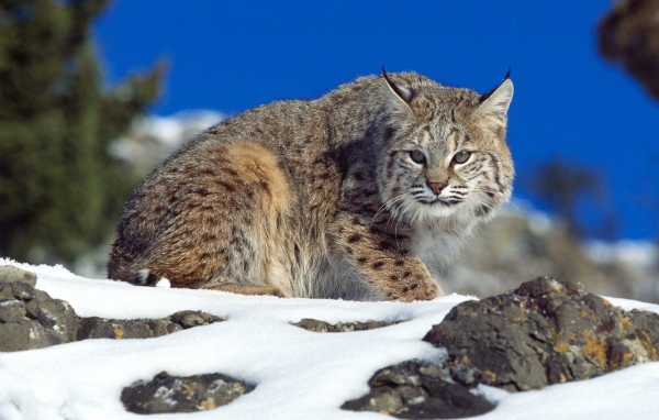 Рысь на снегу