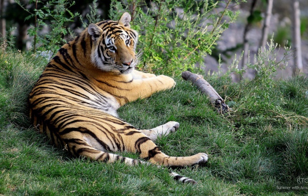 Отдыхающая тигрица