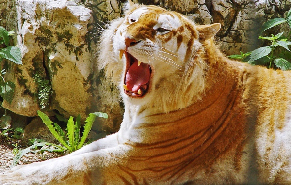 Золотой тигр