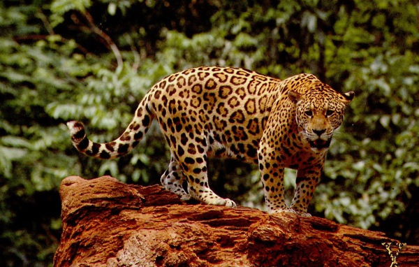 Великолепный ягуар
