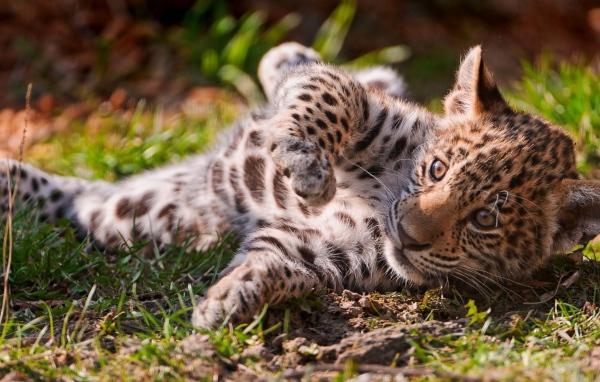 Детеныш ягуара