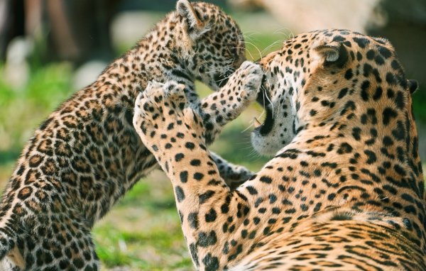 Детеныш ягуара с матерью