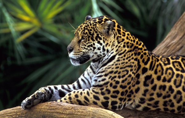 Ягуар в джунглях Амазонки