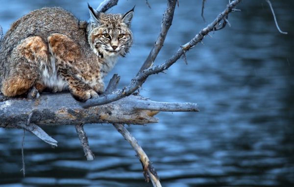 Леопард на сухой  ветке