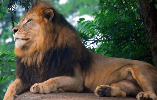 Царь зоопарка - Лев