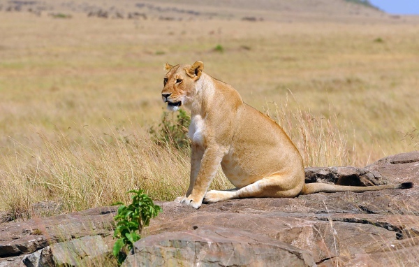 Львица сидит на камнях