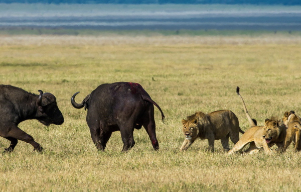 Львы на охоте