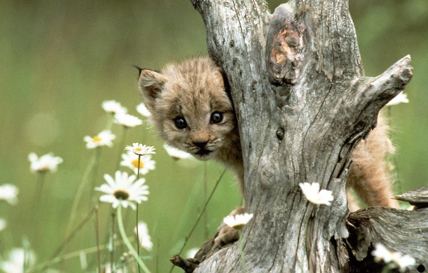 Детеныш рыси