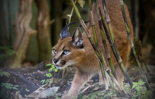 Рысь на охоте