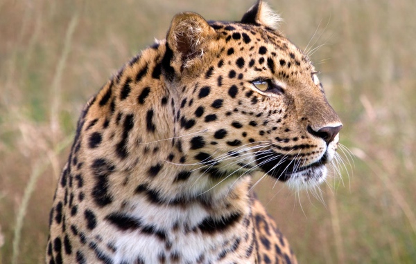 Леопард в дикой природе